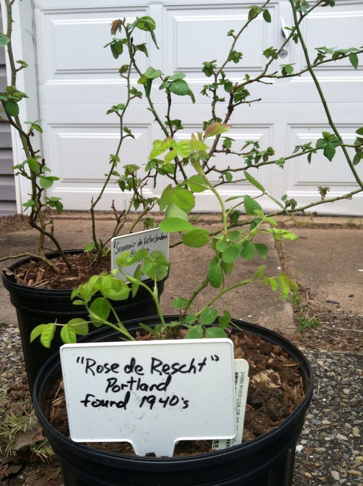 photo 164652_10151394078762285_874819829_n.jpg